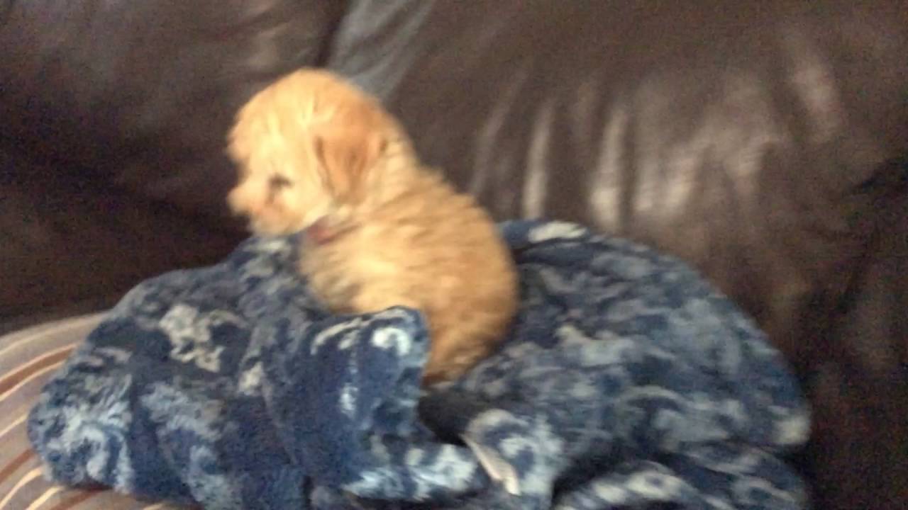 Dog throwing up