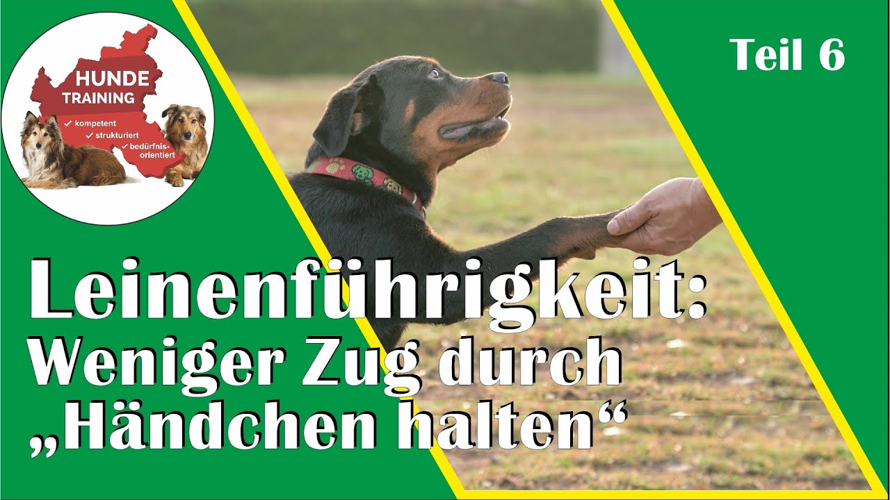 ZIEHEN des Hundes REDUZIEREN bzw. verhindern durch Aufbau einer leichten Leinenspannung - Anleitung