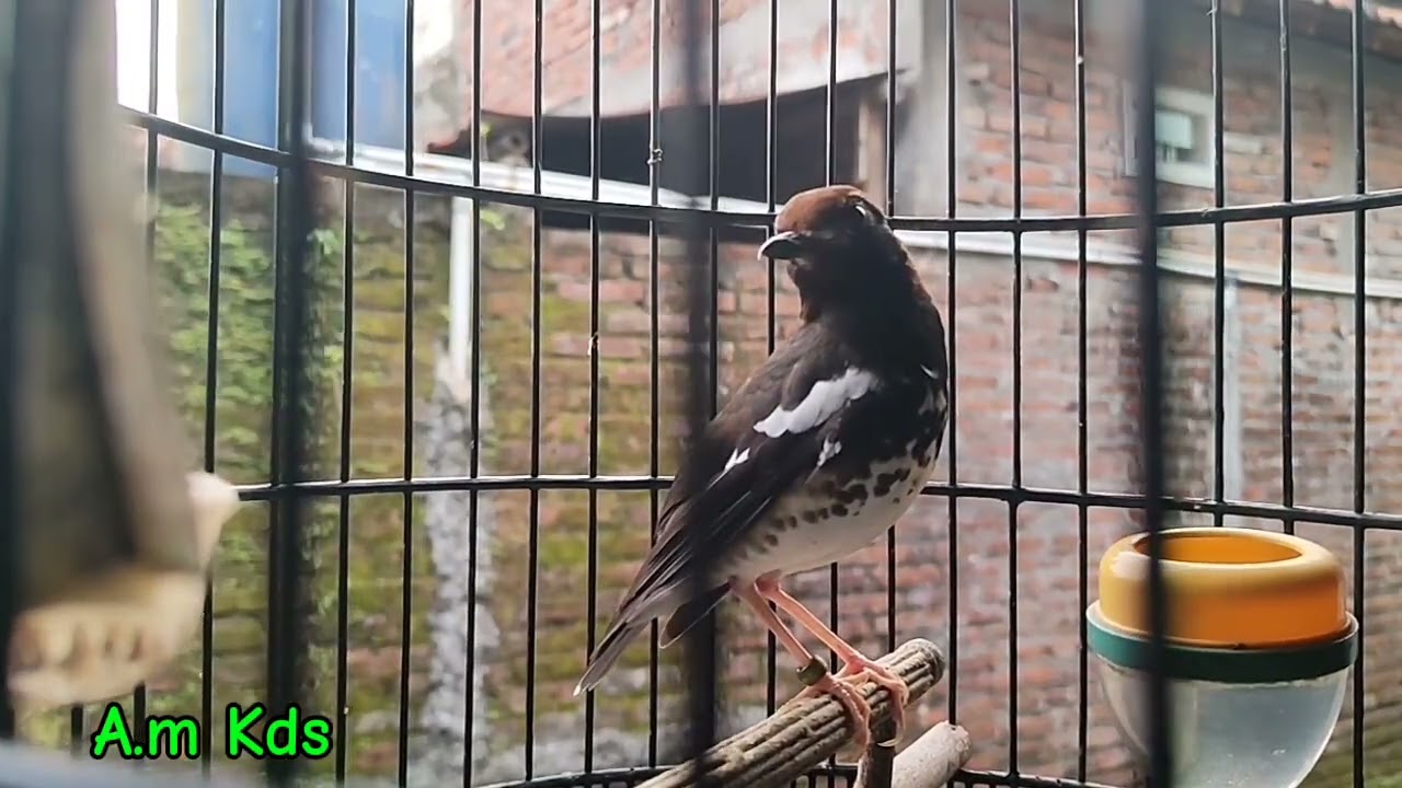 Suara burung Anis Kembang Materi Kasaran!! Pancing Suara Ini Anis Kembang Pasti Bunyi!!