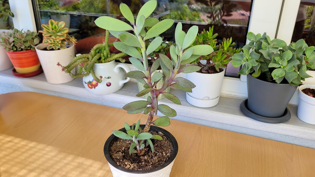Mor Tebeşir Sukulentimin Saksı Değişimi Ve Bakımı (Senecio Crassissimus)
