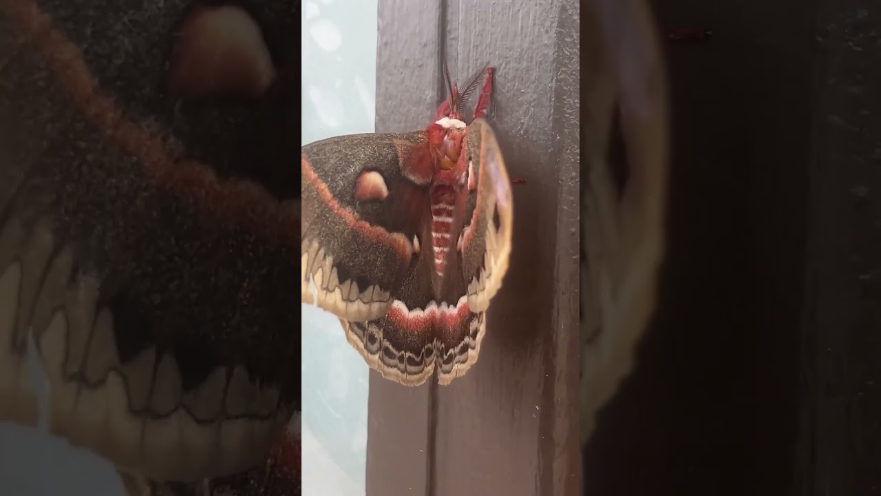 Insane moth behavior pt1 (Egotistical Giraffe) magic lantern. SURLYSPAWN. PRISM. Vault 7