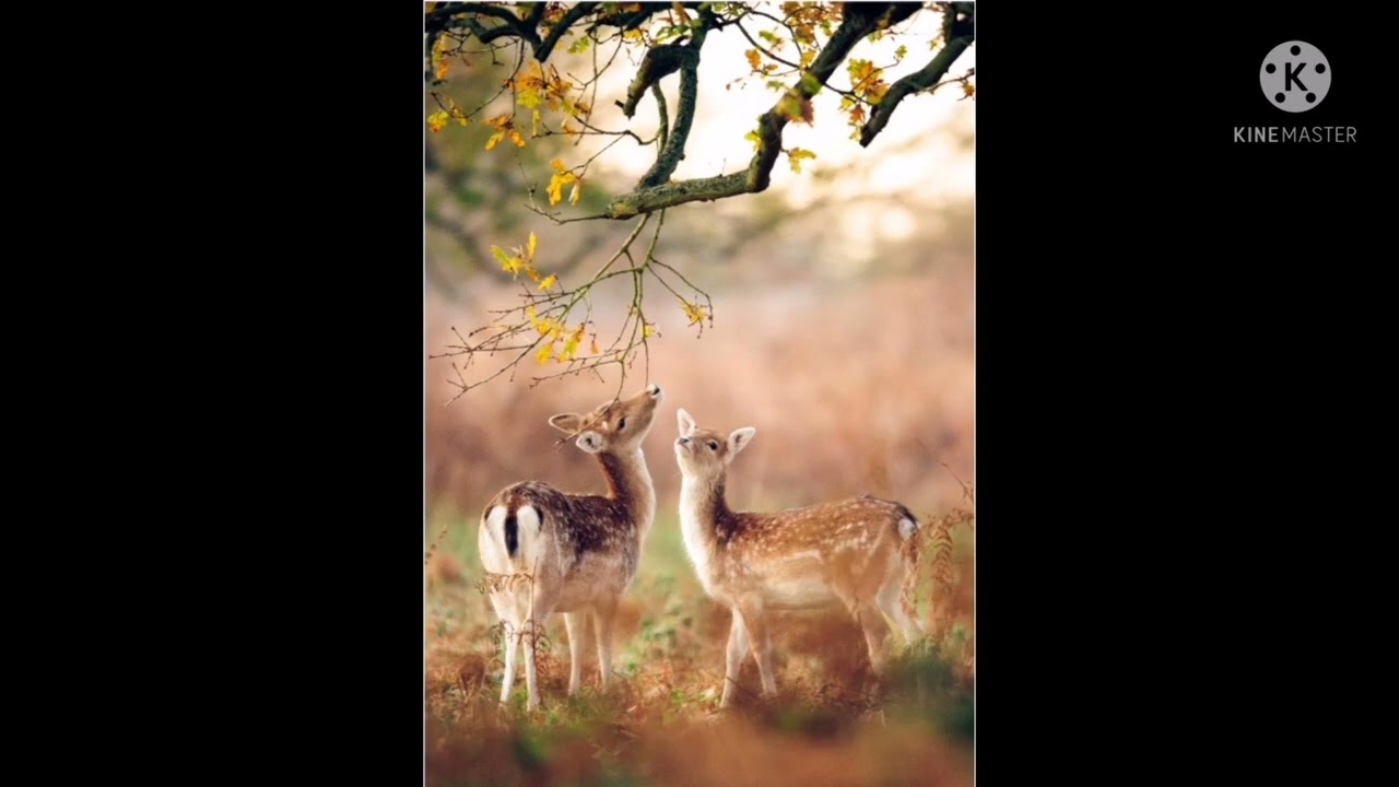 brahui ghazal |kohi|