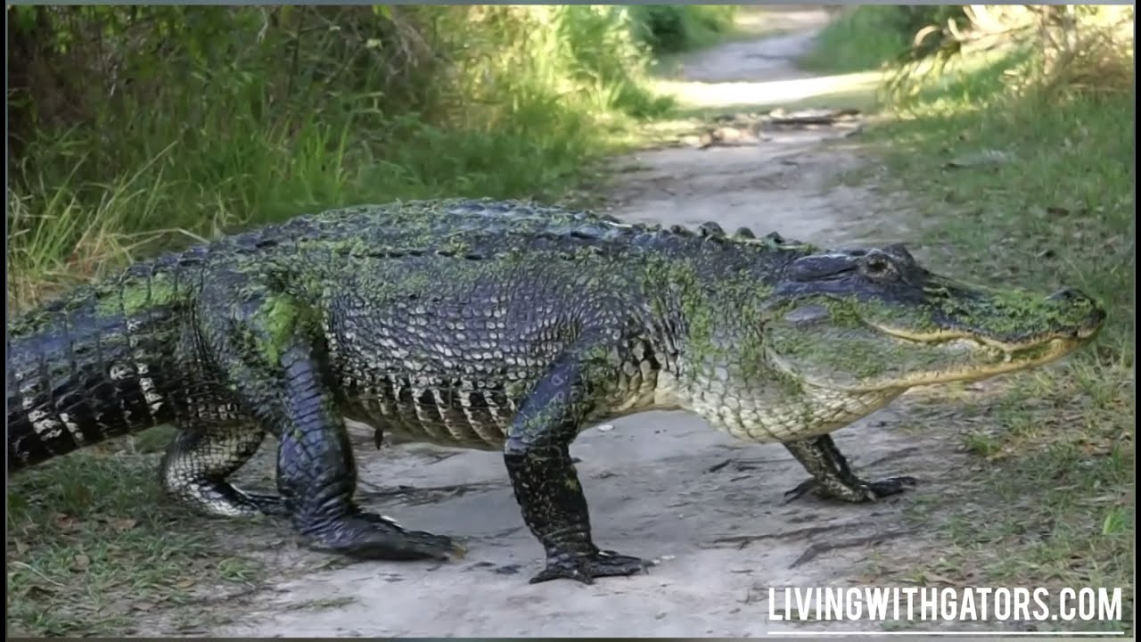 Big Ole Alligators Cross Nature Trails At Sunrise & Sunset At Circle B