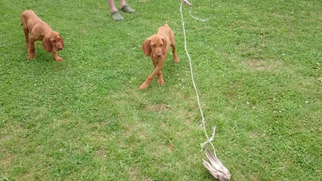 Magyar Vizsla Kölykök 12 hetesen