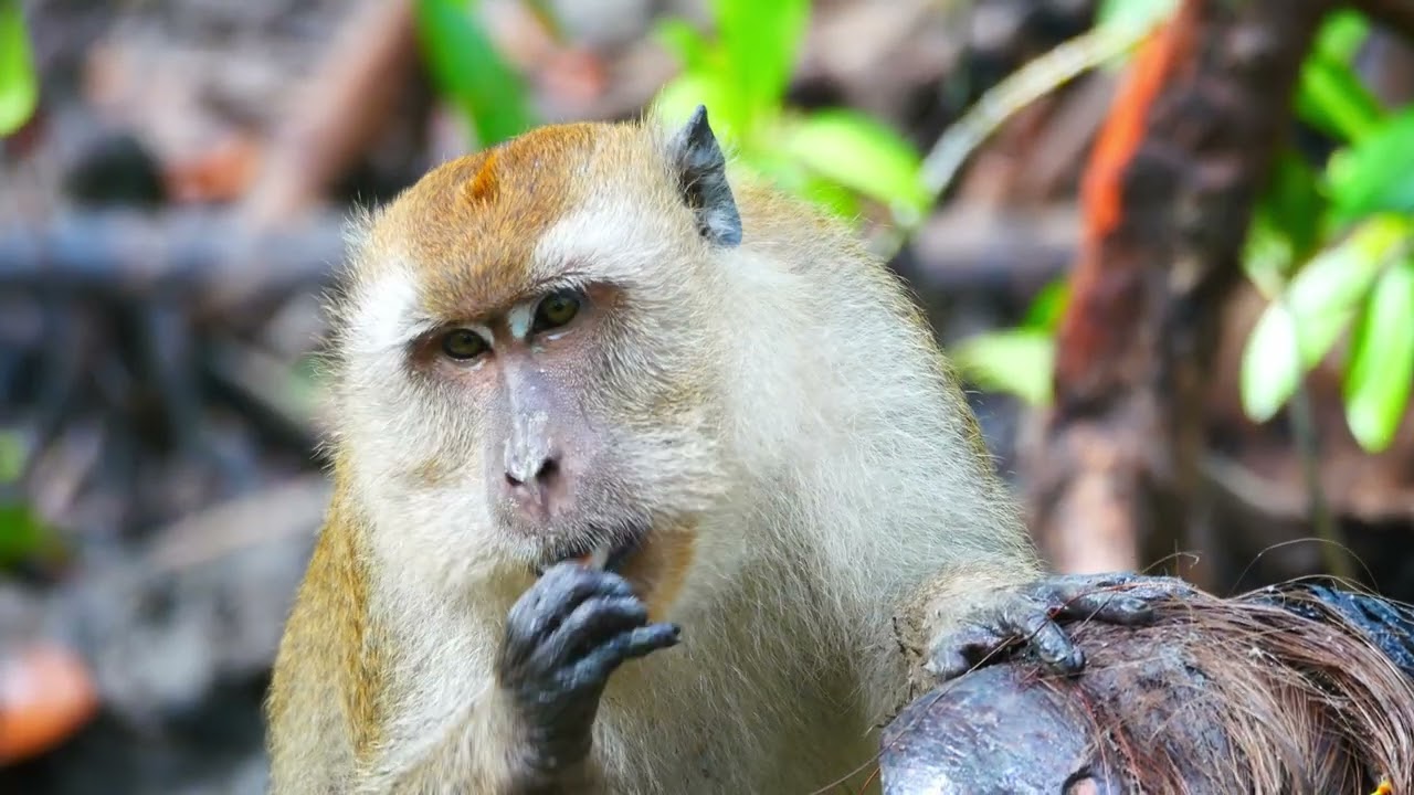 Wild Malaysia - Life in the Mangroves