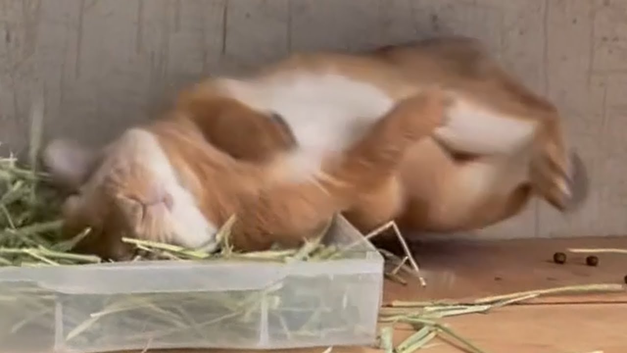 激しすぎるウサギを飼ってますww　(No.1100)