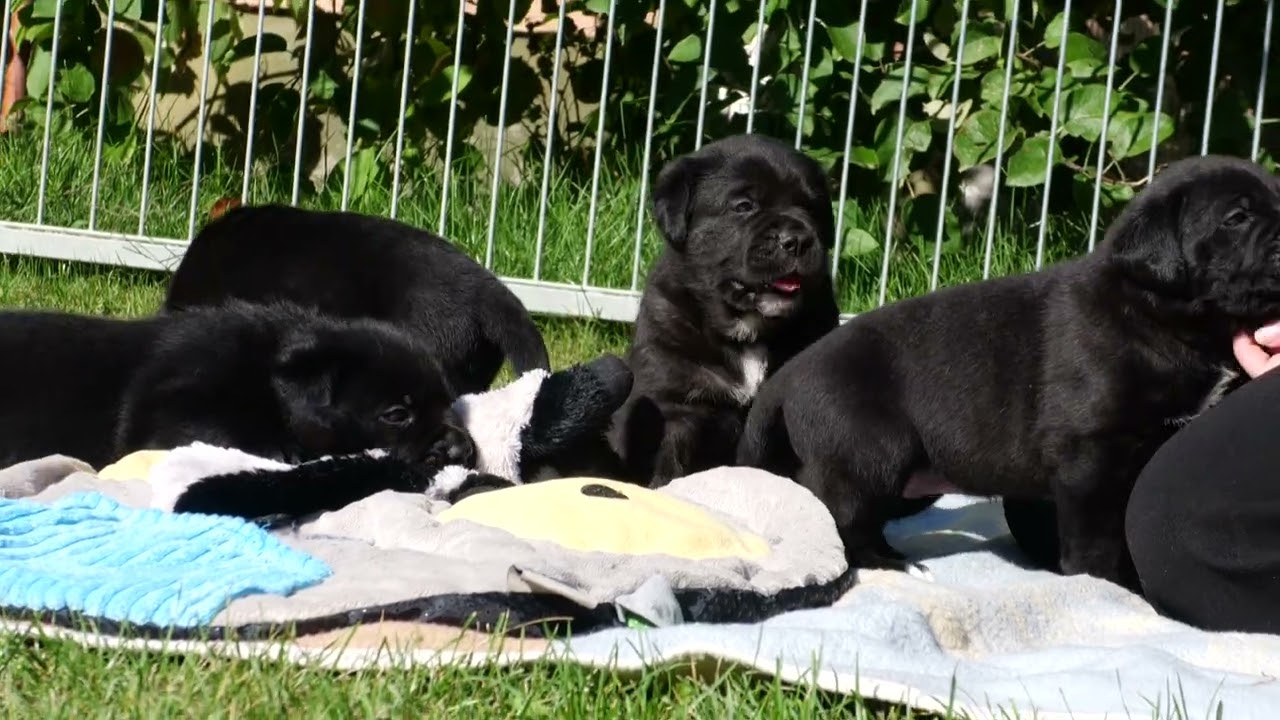 Morgen werden unsere Cane Corso Welpen aus Biggi und Dodo 4 Wochen alt.