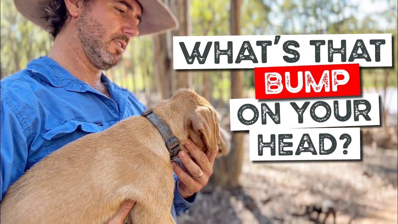 Kelpie X Puppies have Bumps on their Heads, Luke chats about Pick Ups, Mr Yellow has a Meet n Greet
