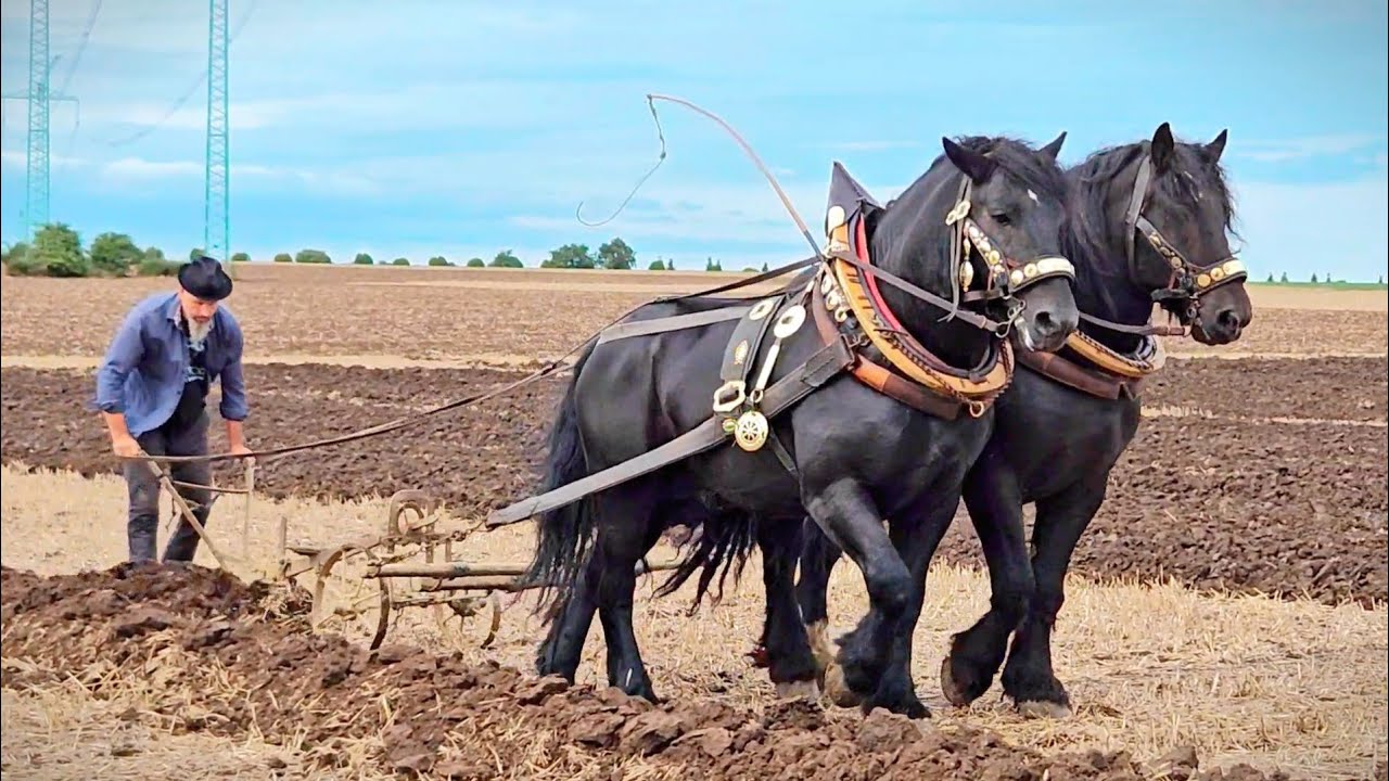 Plowing Garden With Monster Horses and a Walking Plow/Weighing Stub
