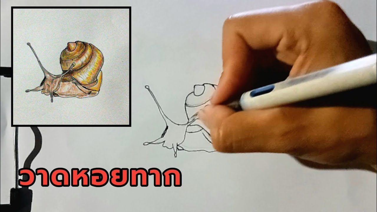  วาดหอยทากลงสีไม้  Draw a snail and color it with colored pencils. 