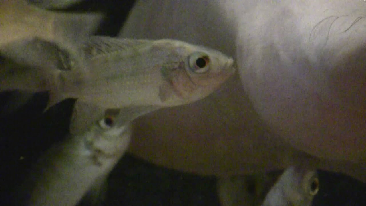 Fish Pedicure