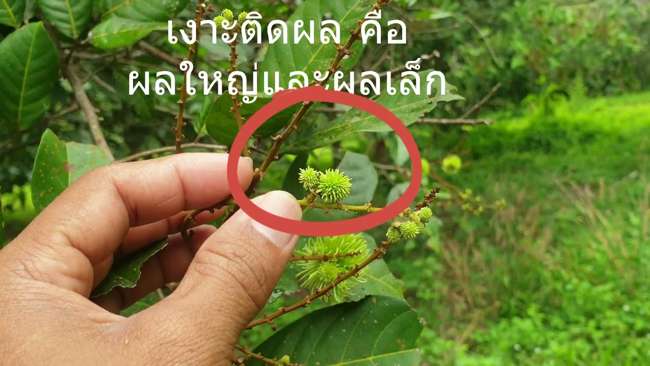 เงาะขี้ครอก ทำไงดี
