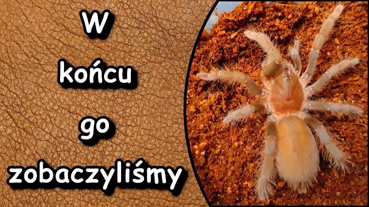 Ptasznik podziemny czyli Hysterocrates gigas. Czy kupować na początku hodowli ?