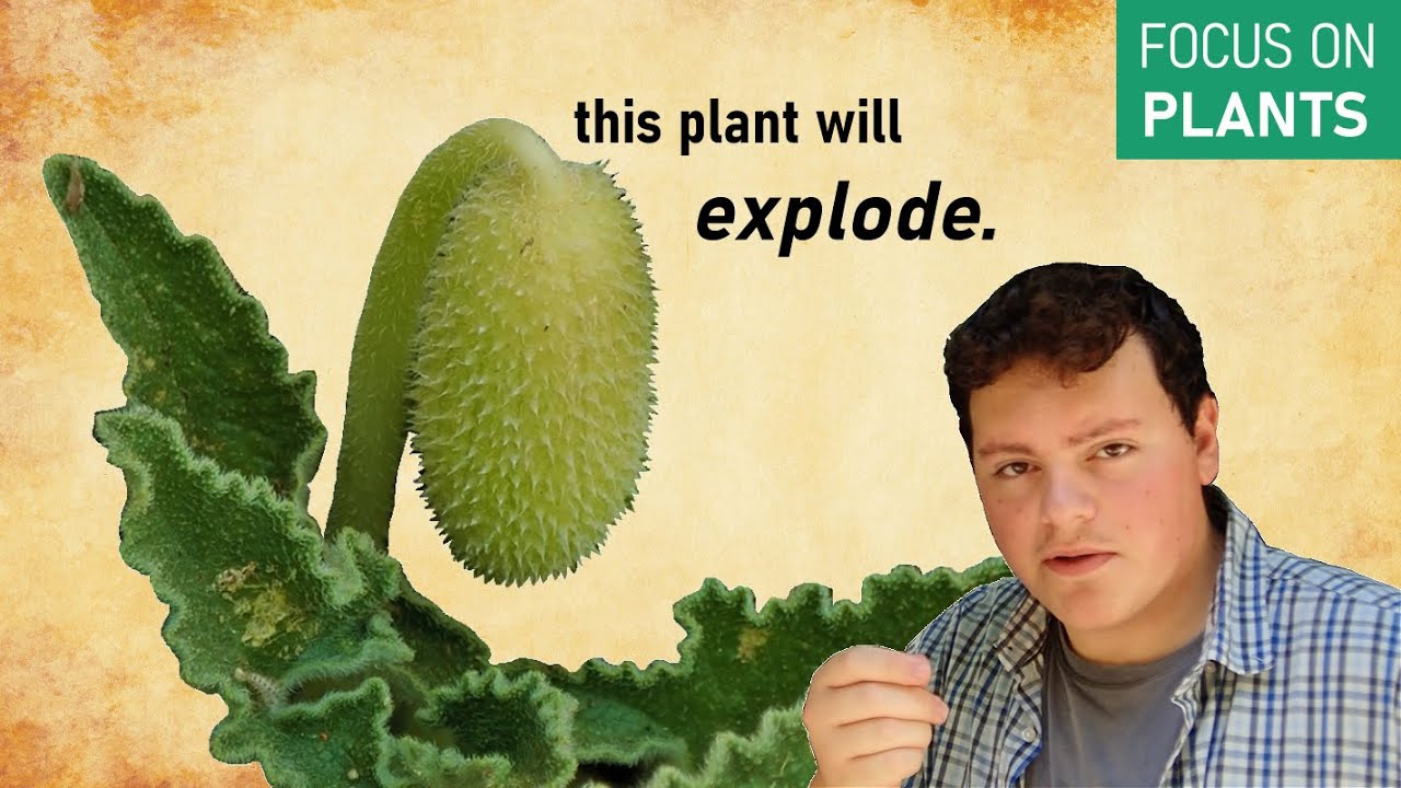 Pollen Catapults and Exploding Fruit | The World of Rapid Plant Movement
