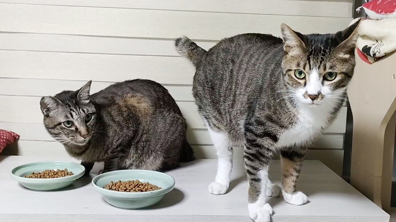 ちょっと弱い立場のお兄ちゃん猫ガーちゃん☆余裕でごはん奪われますｗ　☆プレゼントのカリカリを食べる猫たち　【リキちゃんねる　猫動画】 キジトラ 猫のいる暮らし