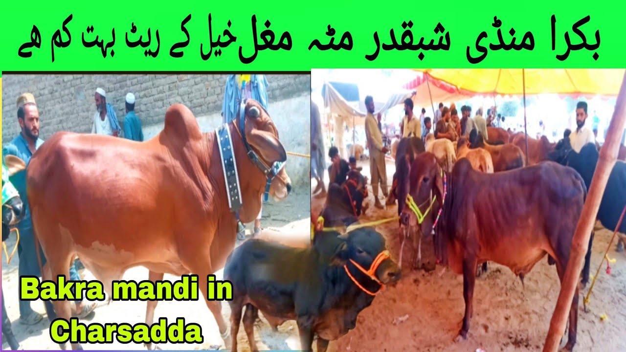 Bakra mandi  2023 in Charsadda shabqadar | Eid qurban ki janwar | بکرا منڈی شبقدر مٹہ مغل خیل