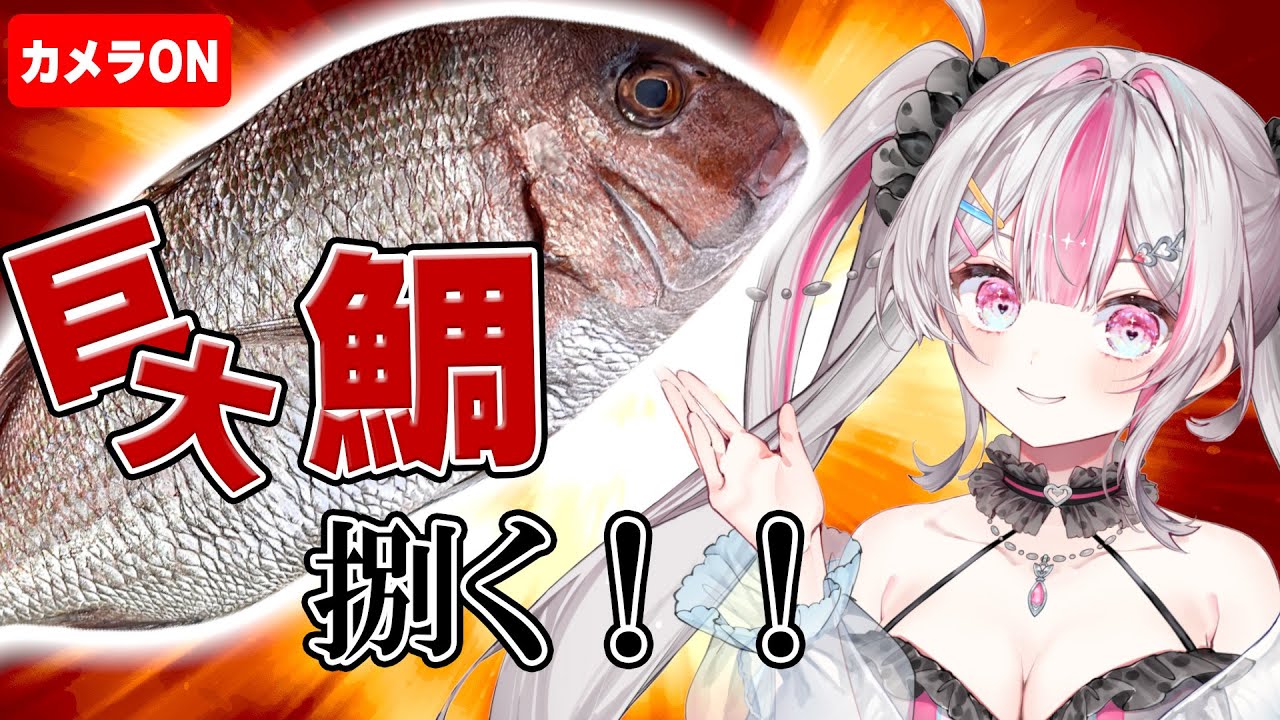 【 実写料理 】祝！３万人＆３D化！めで鯛ので巨大鯛を捌きます！！【桃川ニジマス/うおむすめ 】