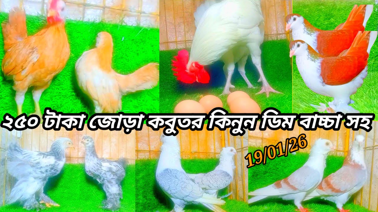 250 টাকা জোড়া কবুতর কিনুন ফেন্সি কবুতর