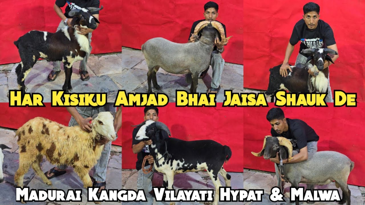 MR 🐐 farm Hyderabad ka exotic collection available hai | madurai | kangda vilayati | hypat & malwa 
