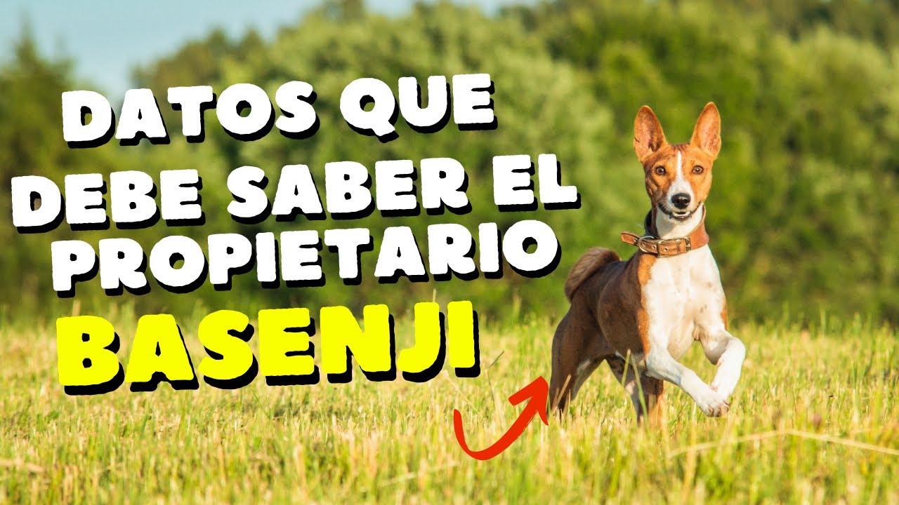 BASENJI todo lo que necesitas saber: Guía para dueños primerizos
