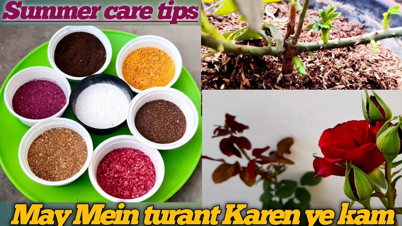 Rose plant growing tips ||             Best fertilizer for Rose plants || Rose plant care in summer,