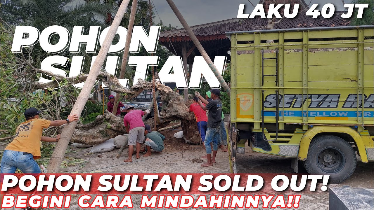 LAKU 40 JUTA !! BEGINI PROSES MUAT POHON KAMBOJA FOSIL SULTAN KEDALAM TRUK | AGRO SEJAHTERA