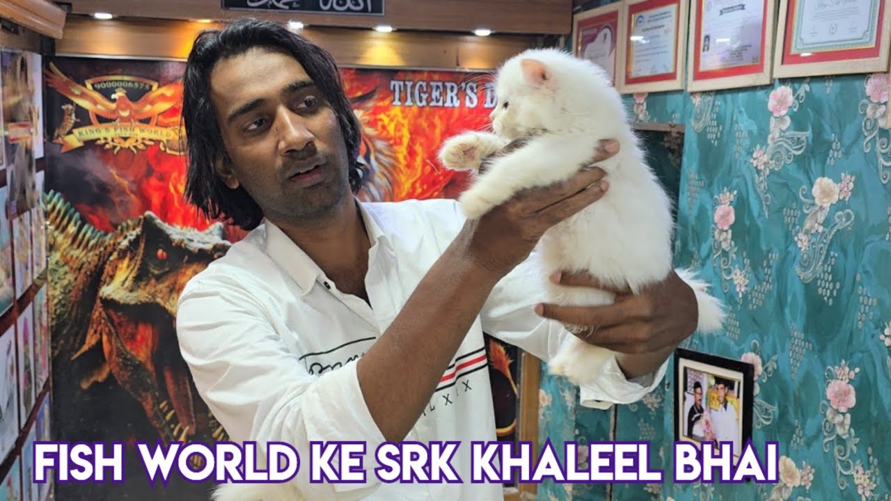 King's fish world pets hub Hyderabad | offer wale fishes & Persian kittens in Hyderabad | 🐈 grooming