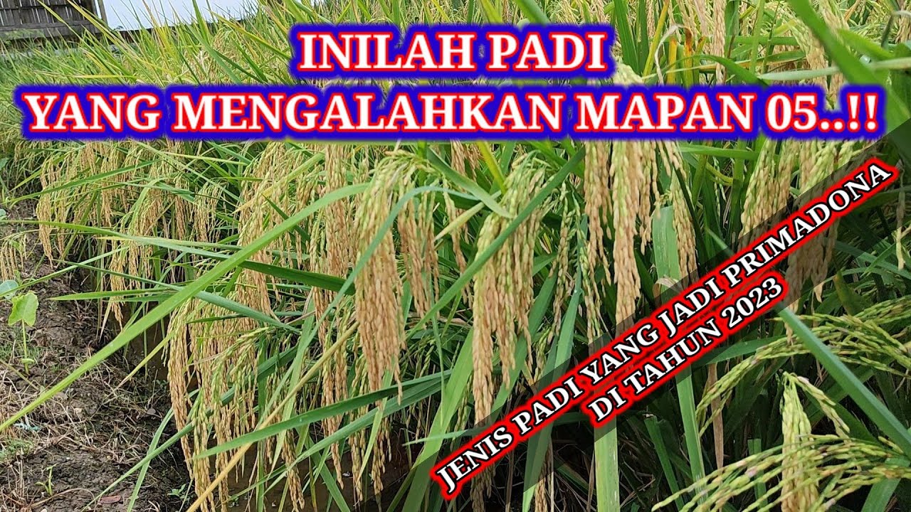 Inilah Padi Yang Mengalahkan Mapan 05 ...!!