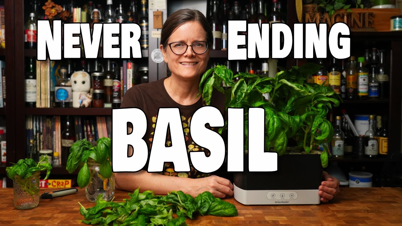 Neverending Basil Hydroponically