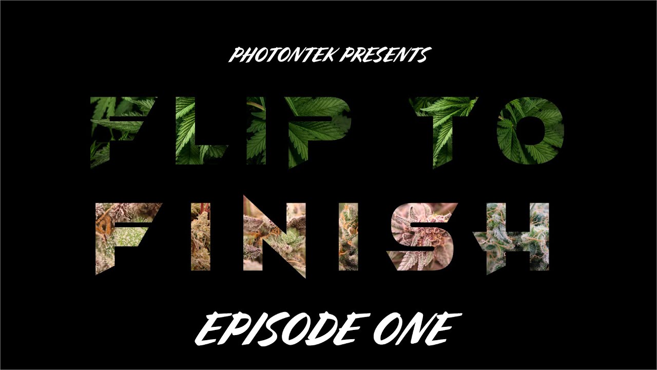 Flip to Finish - Ep. 1 - The transplant and flip to flower. #photontek