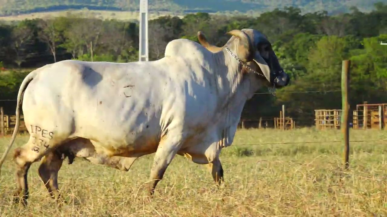 LOTE 21 BARCA DOS IPES