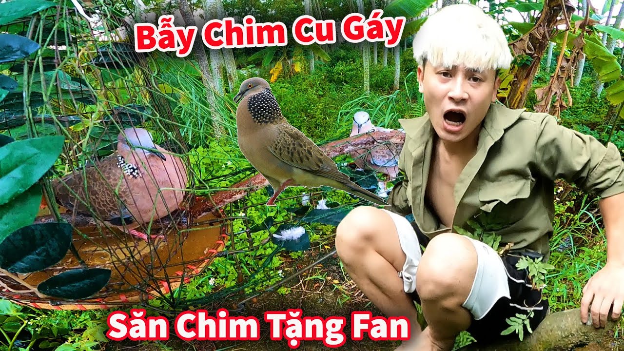 Hậu Cáo - Vác Lồng Bẫy Được Đôi Chim Cu Gáy Và Tìm Được Nhiều Tổ Ong || Tặng Fan Cu Gáy
