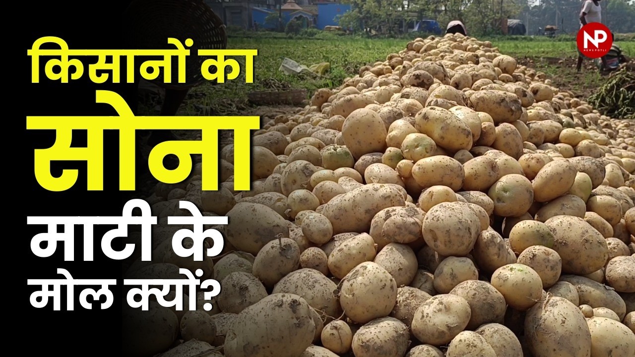 6 करोड़ टन आलू, फिर भी रेट नहीं, असली कारण क्या है? Story of India’s Potato Crisis