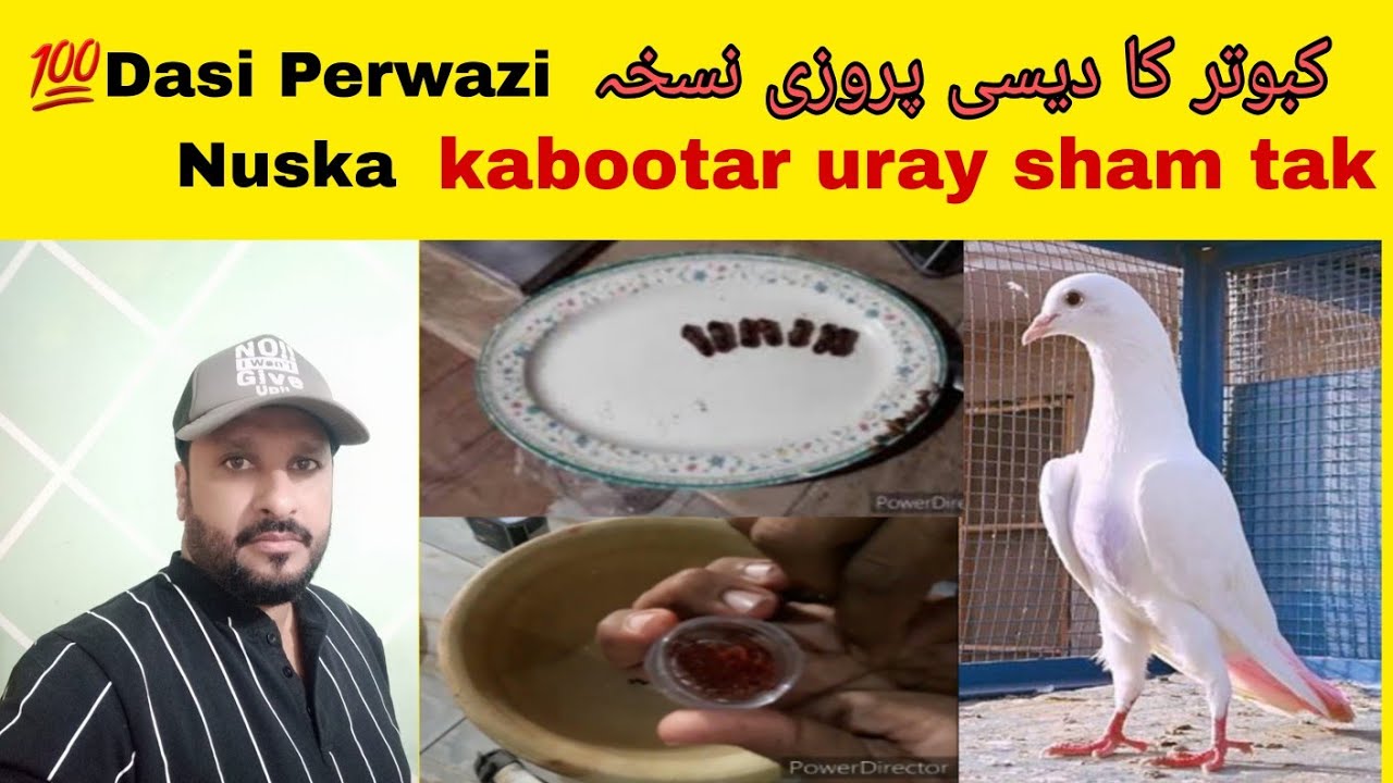 💯Dasi Perwazi Nuska kabootar کبوتر کا دیسی پروزی نسخہ