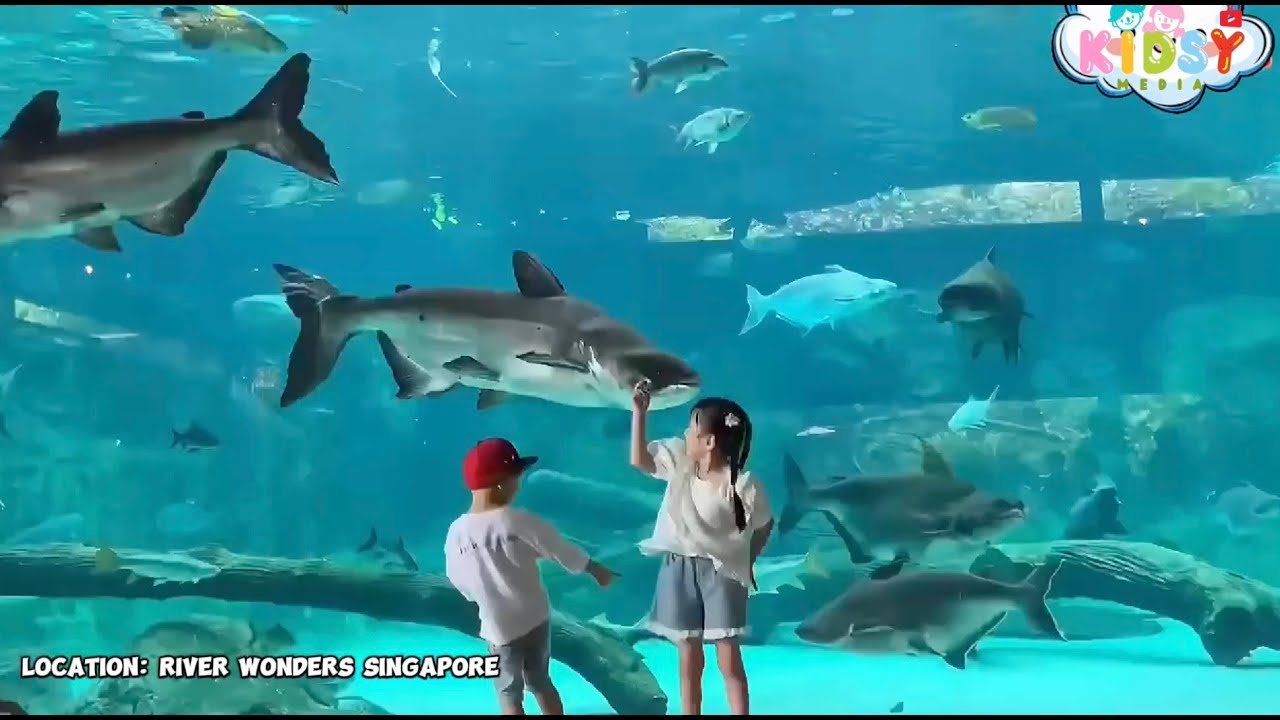 A Trip to River Wonders! | Fun Kids Song About Aquatic Animals & Wildlife