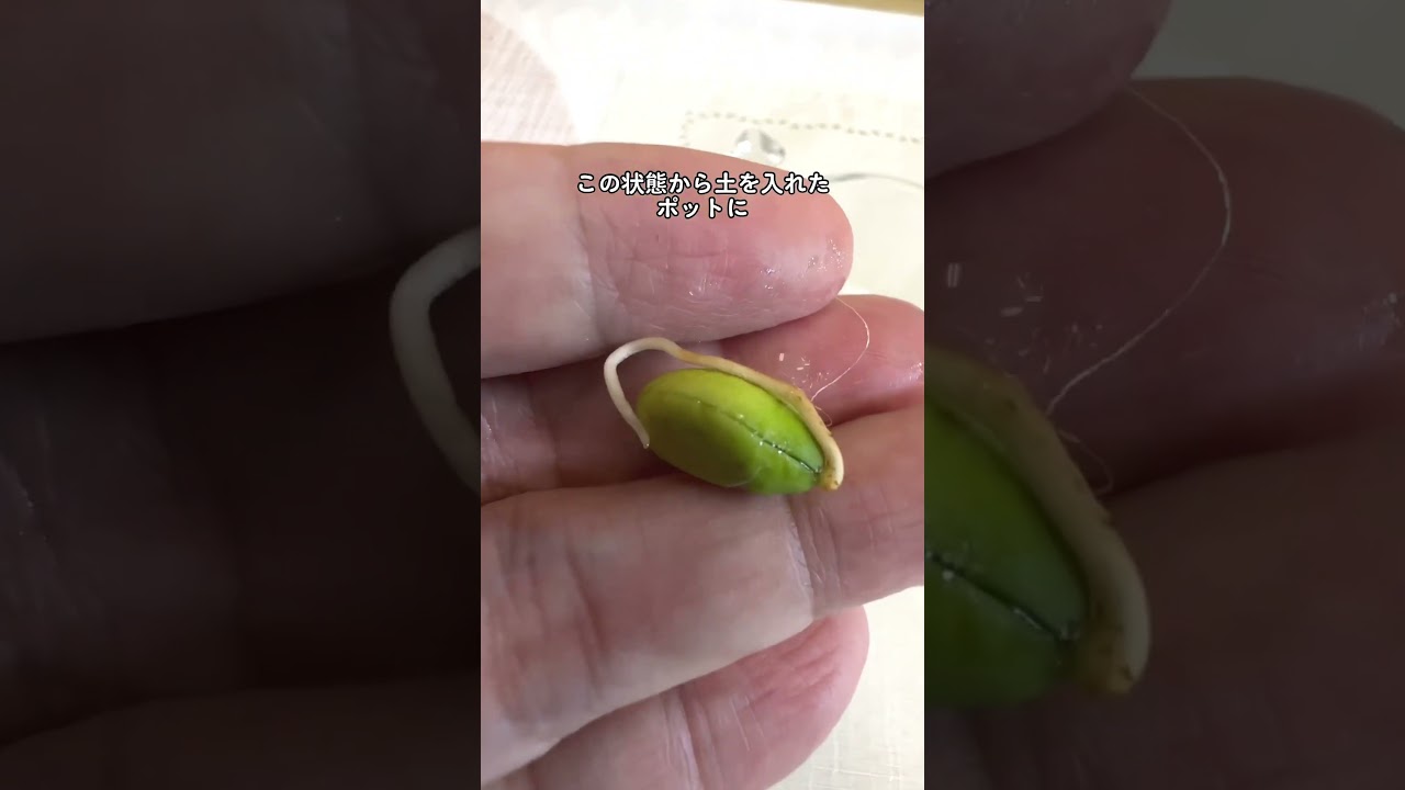 #検証 ビワの種を土に植えると１０ケ月後どうなる？If you plant loquat seeds, what will happen 10 months later? #ビワ #枇杷 #植え方