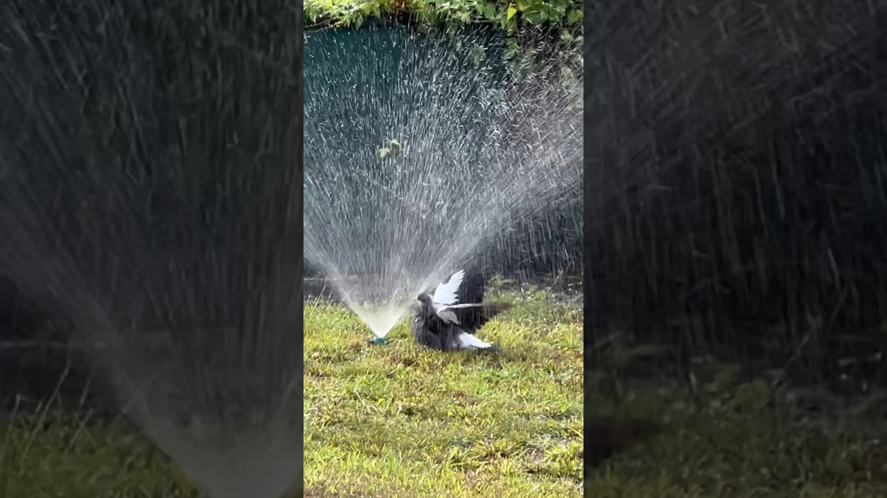 Magpie taking a bath 