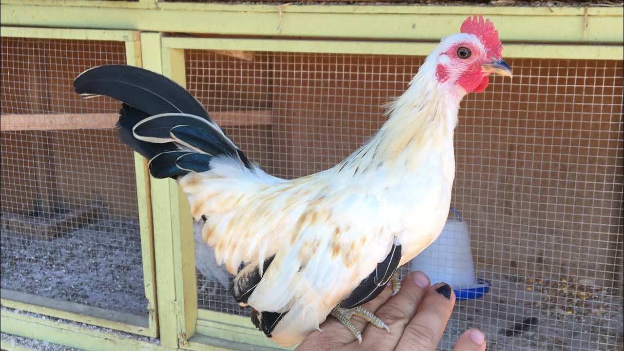 Limpiando las jaulas de los gallitos