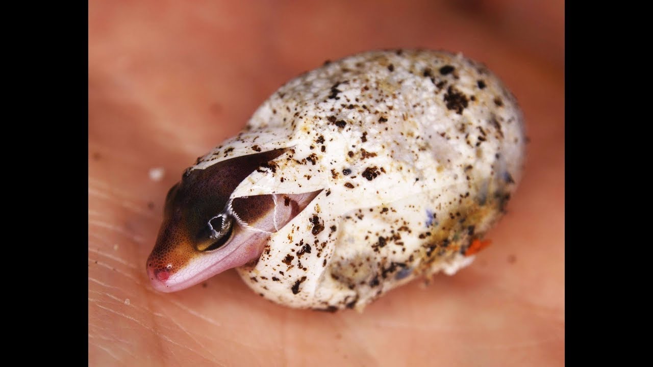 Inkubation von Leopardgeckoeiern - Zucht