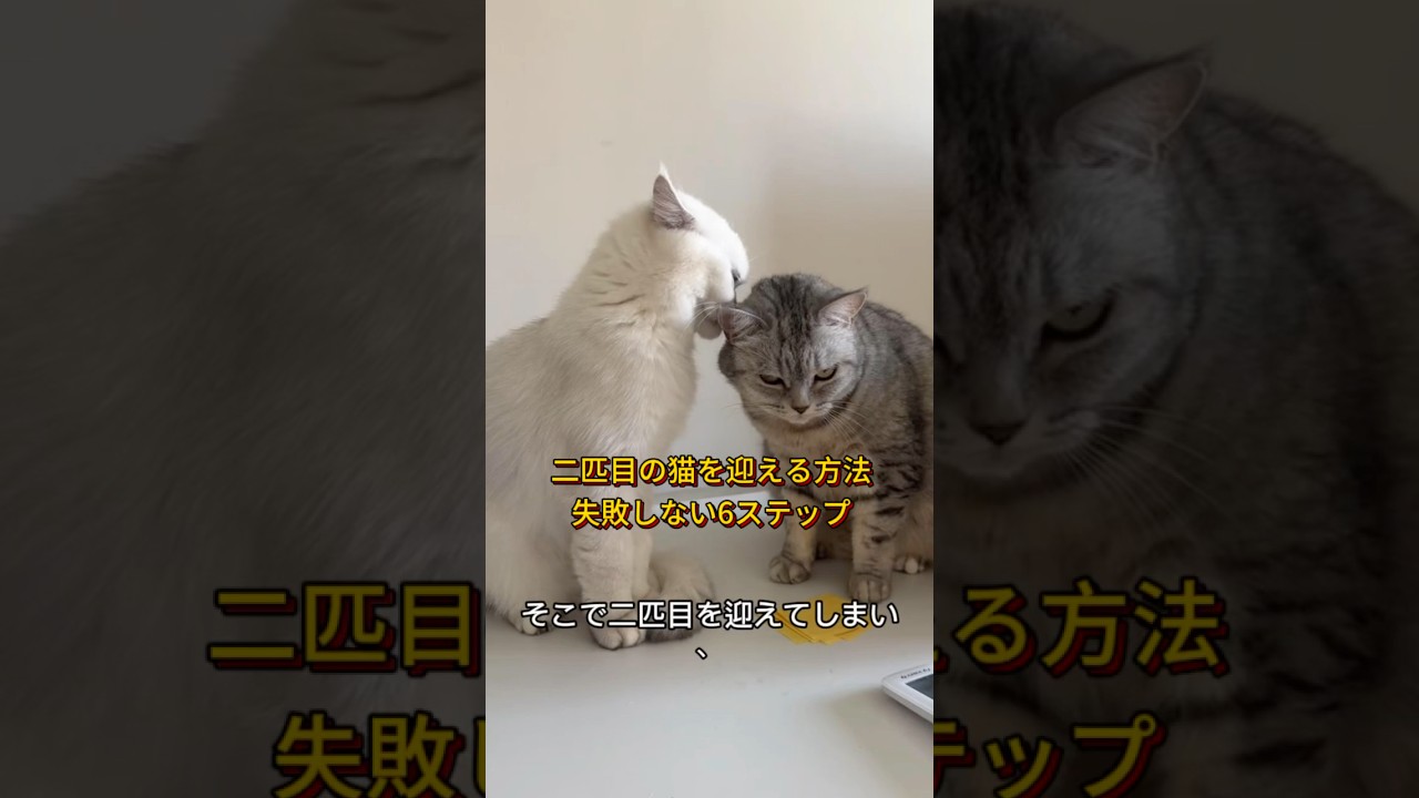 【多頭飼い完全ガイド】先住猫と新入り猫を仲良くさせる6つのステップ｜ケンカ・マーキングを防ぐ方法 #猫の豆知識 #猫 #二匹目の猫 #多頭飼い #猫の飼い方 #猫好きさんと繋がりたい #子猫