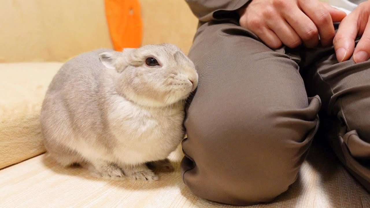 飼い主のことをデカいウサギだと思い込み、あれこれお世話してくれるうさぎさんの行動がかわいい