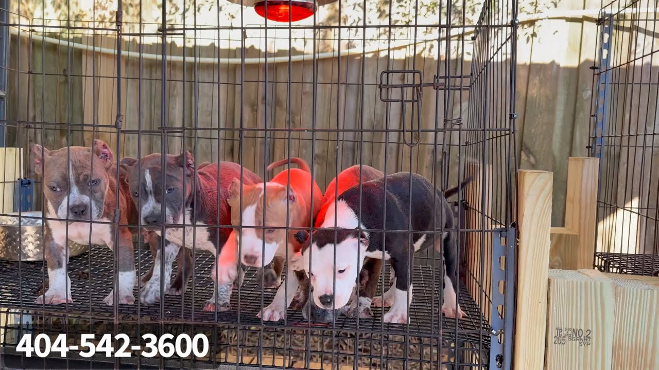 Щенки породы Покк (помесь помеси Пок и Пепперони)! 🥰😍 Уши купированы! 😎
