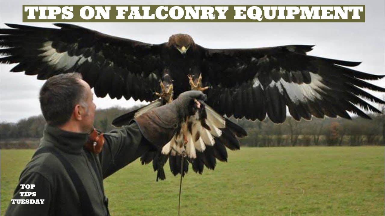 TOP TIPS: Falconry Equipment Tips, HOW TO Falconry, Hooding Your Bird of Prey & More!