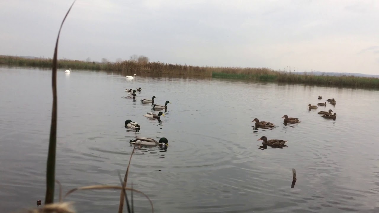 Ördek avı #duckhunting 15   صيد البط البجع #swans