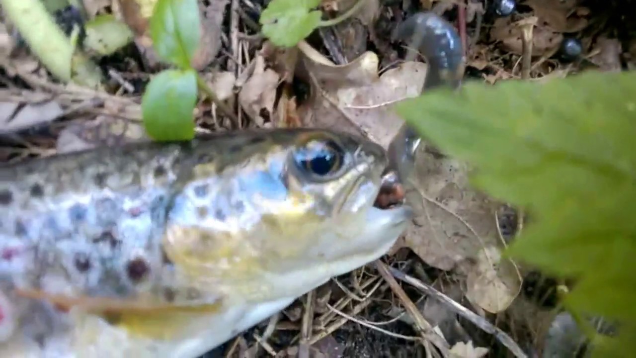 PECHER la TRUITE dans ce beau Ruisseau de l'AUDE