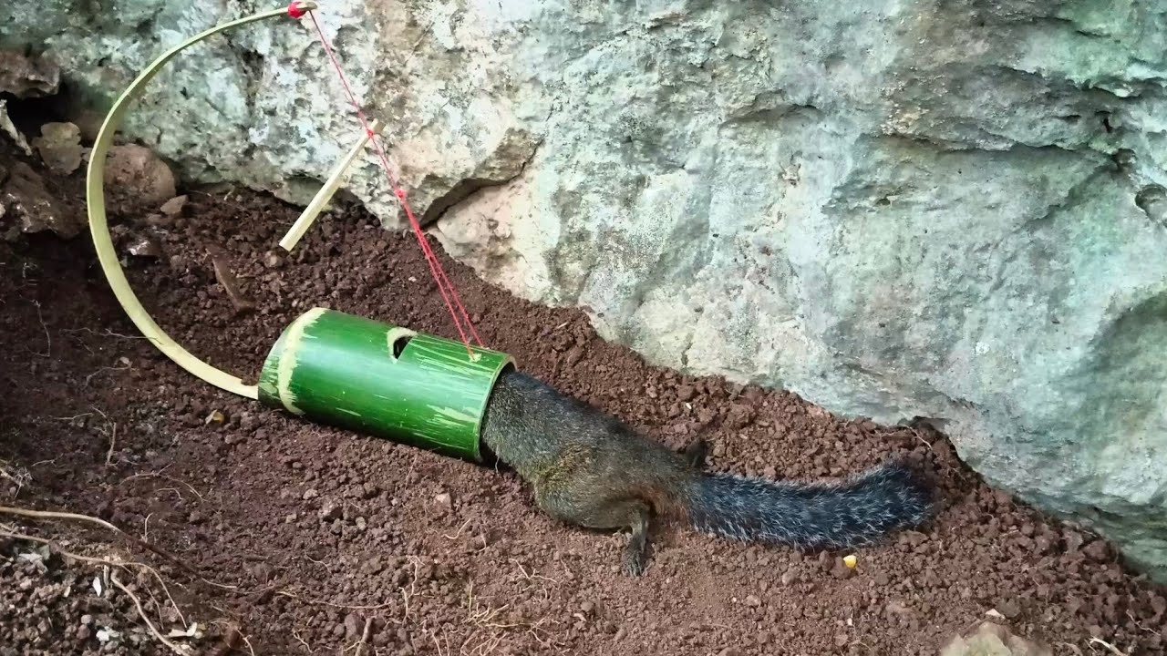 create magnificent bamboo  squirrel trap