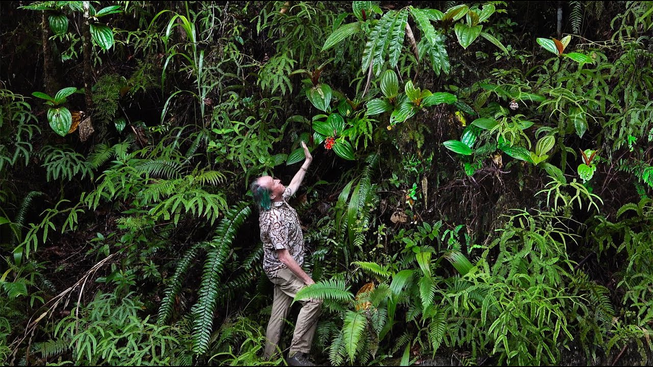 FIELD TRIP WITH PATRICK BLANC IN MOLUCCAS - INDONESIA