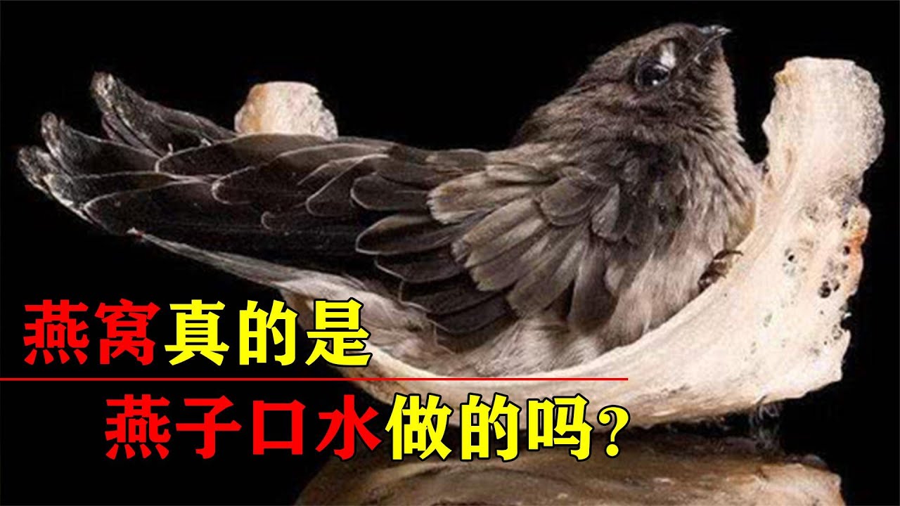 燕窝是燕子口水做的？哪种燕子才能产出燕窝，营养价值真的很高吗