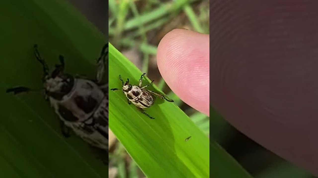 過去の動画　一期一会のセマダラコガネ