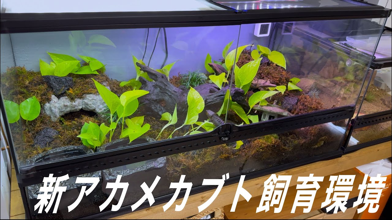 我が家のアカメカブトトカゲの新しい飼育環境立ち上げ